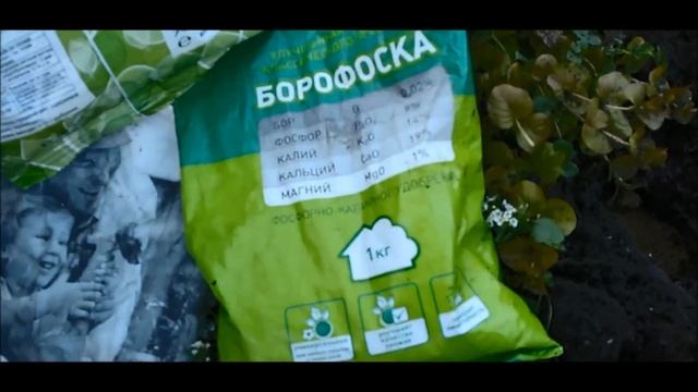 Тюльпаны сажаю всегда только так, чтобы весной получить огромные цветы. смотреть онлайн