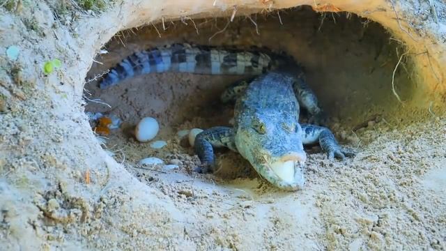 Komodo vs crocodile TOP 4 moments. The bigger one will win смотреть онлайн