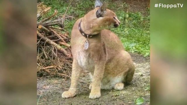 Floppa Adolf Had a Good Time with Myxa : Caracal смотреть онлайн
