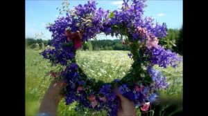 Ой васильки , васильки ,сколько вас выросло в поле