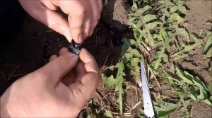 Посадка арбузов в Нижегородской области в 2020 году.