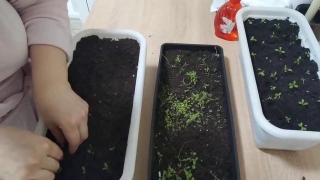 пересадка однолетних цветов смотреть онлайн