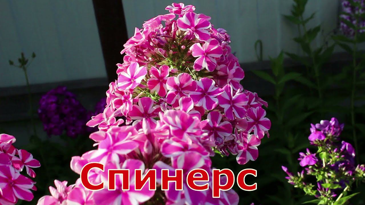 Флоксы Спинерс, Хулиган, Земляничное Суфле, Татьяна смотреть онлайн