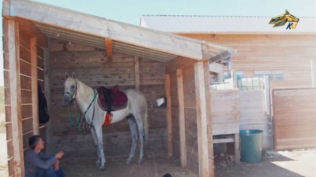 PRO_Конников. Мастер спорта Елена Лосева смотреть онлайн