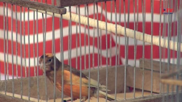 Гость студии: заводчик канареек Лариса Матчина смотреть онлайн