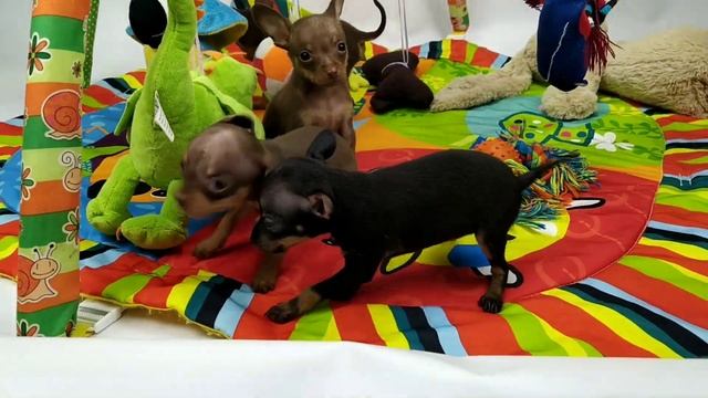 щенки породы русский той - мини. питомник тотемтой смотреть онлайн