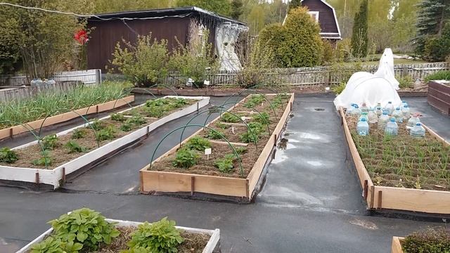 Май 2022 №6. Мульчируем огород. Возвратные заморозки. смотреть онлайн