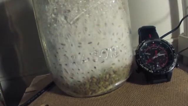 Pleurotus mycelium vs Trichoderma Timelapse смотреть онлайн