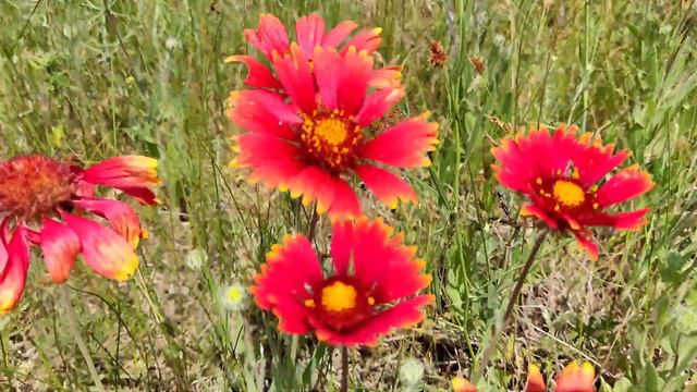 Цветущий луг. Кто знает, что за цветы? смотреть онлайн