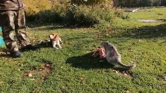 Бигль и Сиба супер терпение! смотреть онлайн