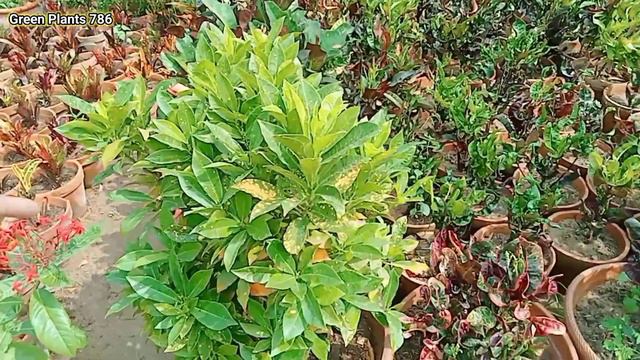 Visit Nursery | Aj humne Nursery ka visit Kya | green plants 786 смотреть онлайн