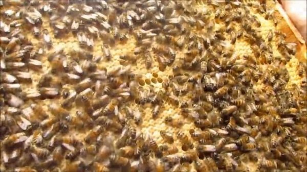 Золотая пчела Buckfast. Golden Bee