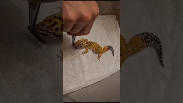 Новогодний дракончик