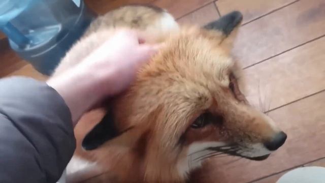 Ли Сяо / Alice the Fox Лиса Алиса (Как общаться с лисой!?) смотреть онлайн