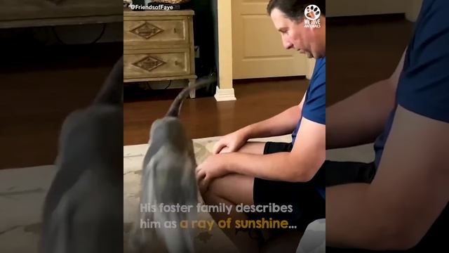 Walking skeleton turns into the most beautiful husky смотреть онлайн