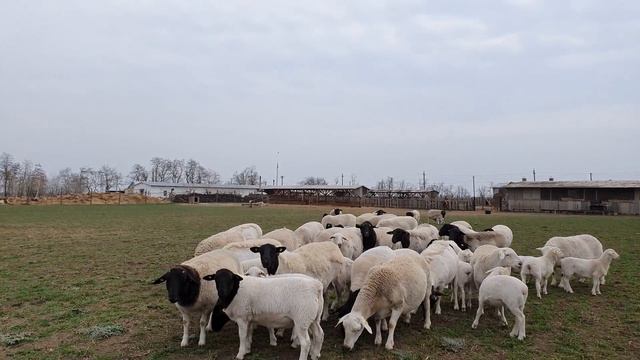 Дорпер с ягнятами в общем стаде на пастбище. На продажу ничего нет. смотреть онлайн