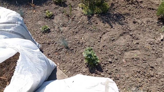нова мульча для старого квітника смотреть онлайн