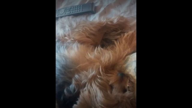 Йорик спит и бегает во сне) смотреть онлайн