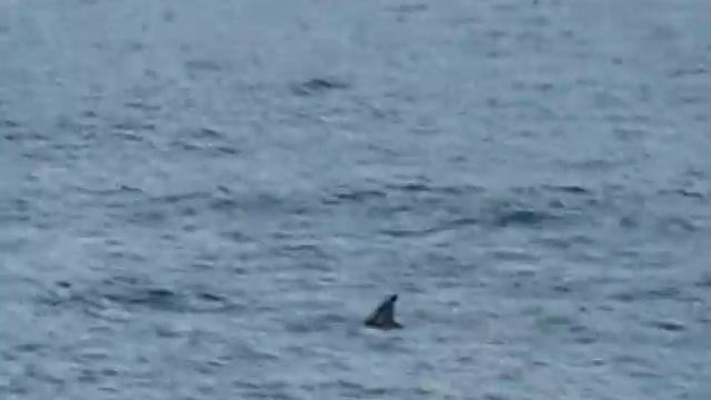 Черноморские дельфины в открытом море! смотреть онлайн