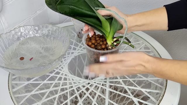 Продолжение РЕАНИМАЦИИ ПЕРЕСАДКА после ОБРАБОТКИ смотреть онлайн