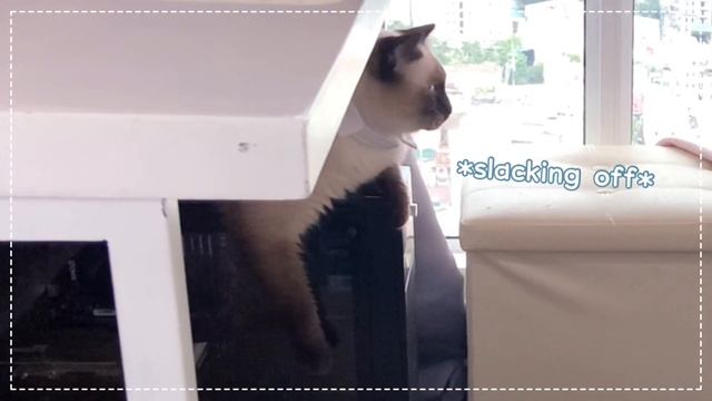 Cats supervising CAT TREE UNBOXING (48$ / 2400 Php) смотреть онлайн
