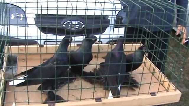 ярмарка голубей г, славянск-на-кубани 21,03,2021г часть1