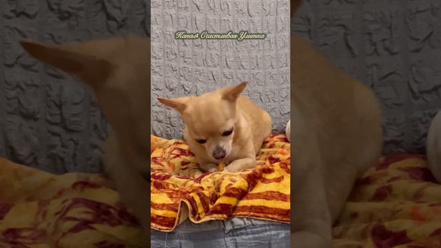 Вкусняшка смотреть онлайн