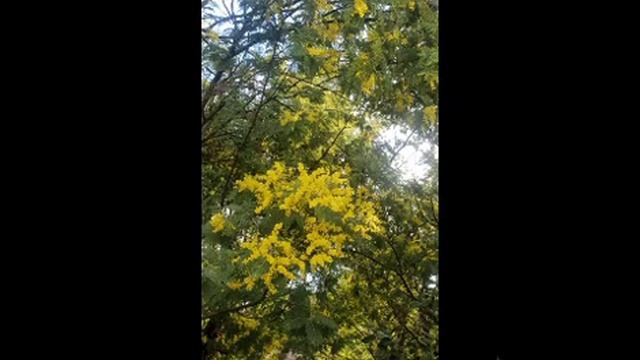 Мимоза сорт "Лимонка". смотреть онлайн