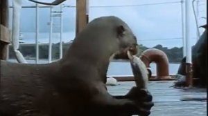 Подводная одиссея команды Кусто