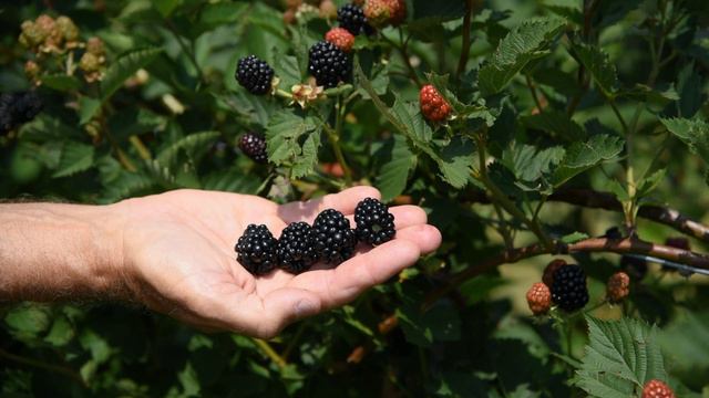 Ponca Blackberry смотреть онлайн