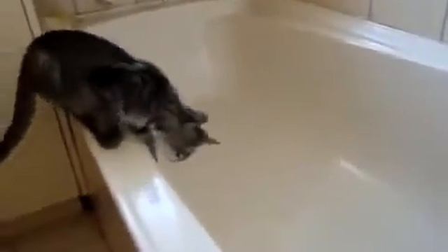 Угарное купание кота!!!Смотреть всем!!! смотреть онлайн