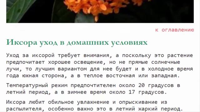 Иксора уход и выращивание из семян в домашних условиях смотреть онлайн