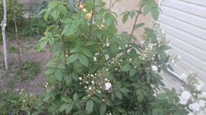 Обзор цветущих роз.Ватерлоо, Ангела, Акварель, Вильям Шекспир.Погуляем по участку.