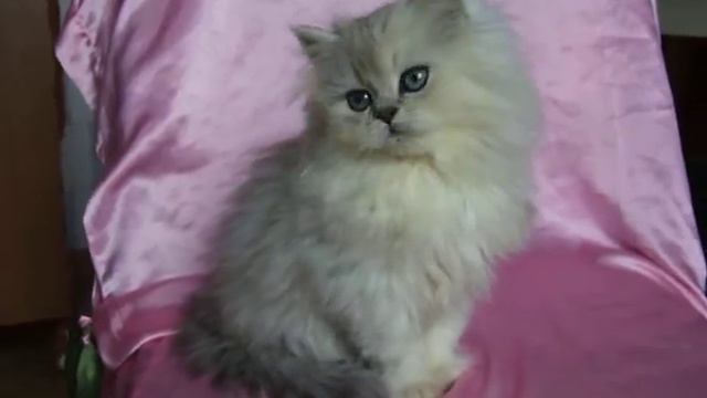 Персидская шиншилла серебристая девочка смотреть онлайн
