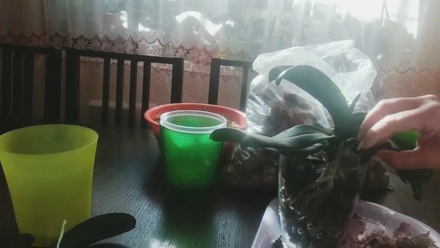 Як від'єднати детку від дорослої орхідеї. Знімаю та саджаю деток орхідеї Фронтерри. смотреть онлайн