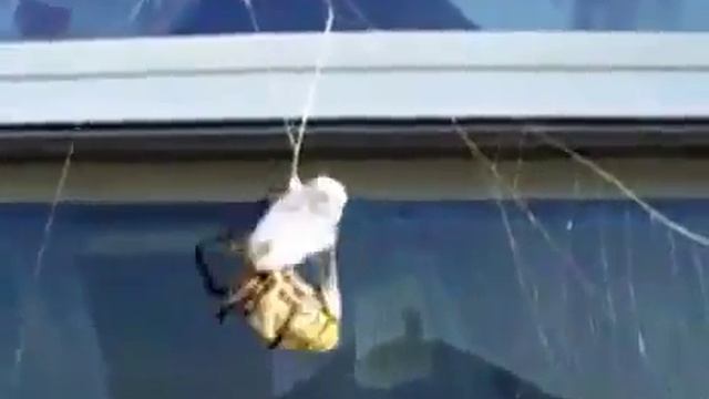 Опасные животные. Дикие животные. Паук против шершня смотреть онлайн