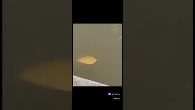 Лайки и подписки взаимно! #автомобиль #авто #бмв #мерседес #ауди #прикол #угар #музыка #вмашину #гон смотреть онлайн