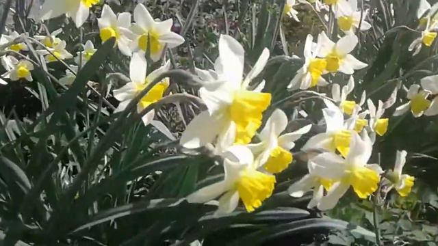 Нарцисс Тополино..Narcissus Topolino. смотреть онлайн