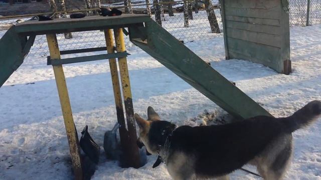 Дрессировка собак-восточно европейская овчарка Арчи 9 мес смотреть онлайн