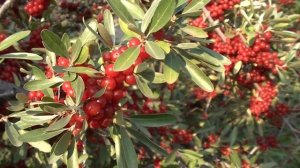 Шефердия серебристая.