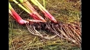 Аир болотный обыкновенный, описание, рецепты, лечебные свойства и применение корневища растения.