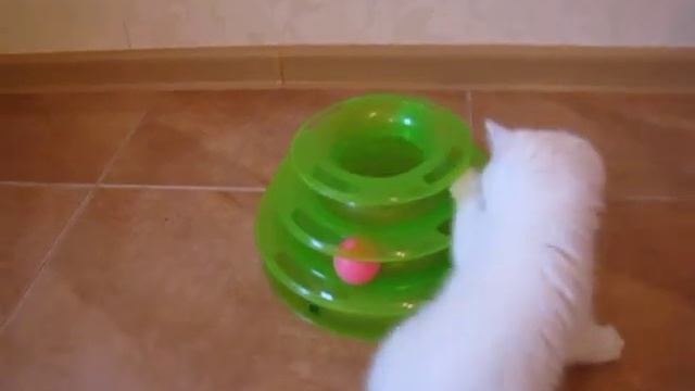 Голубоглазые серебристые шиншиллы. смотреть онлайн