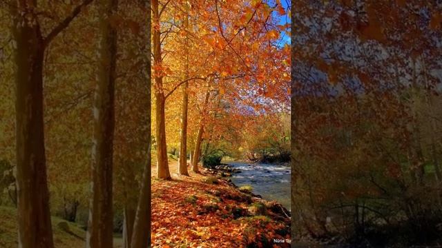 Краски осени. Есть в каждом Божьем дне своя краса! смотреть онлайн