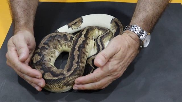 Ball Python Breeding; Next Steps смотреть онлайн
