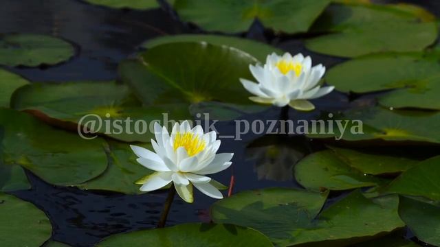 Принципы Света: Как раскрывается Золотой Цветок | ОШО смотреть онлайн