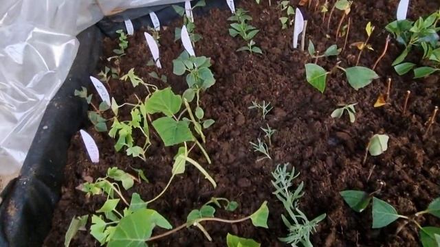 Цветение гортензии в августе.