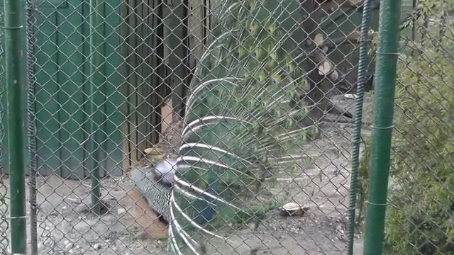 Купить голубого павлина (индийского) смотреть онлайн