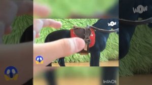 Обзор на самодельный комплект конкурной амуниции для лошадей Schleich!!!