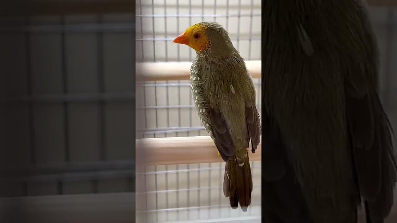 Амадина тростниковая смотреть онлайн