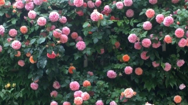 Роза Chippendale. Май 2023г смотреть онлайн